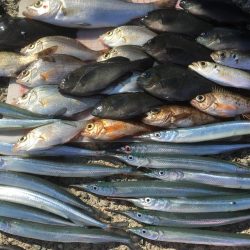 オオアジ狙いはボウズ・・日の出後サヨリメインで釣り＾＾